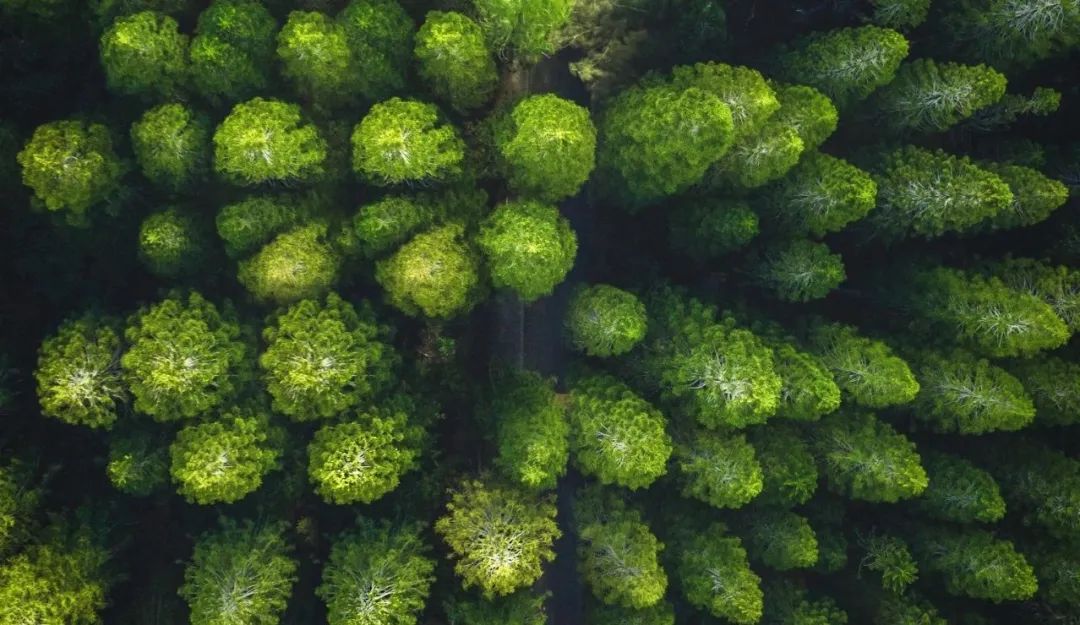 思嘉“樹”度 | 踐行綠色發(fā)展理念，厚植生態(tài)文明新底色